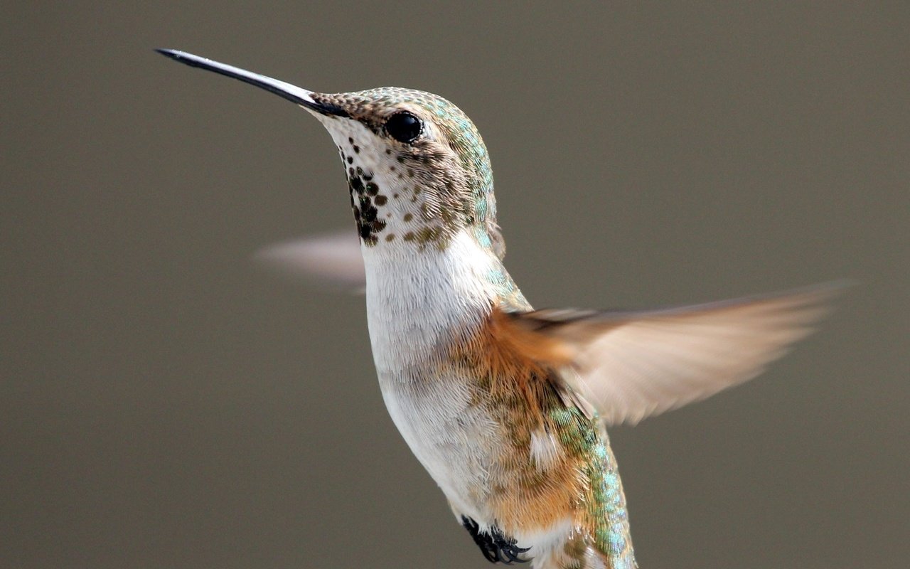 Обои полет, крылья, птица, клюв, перья, взмах, колибри, flight, wings, bird, beak, feathers, stroke, hummingbird разрешение 1920x1080 Загрузить