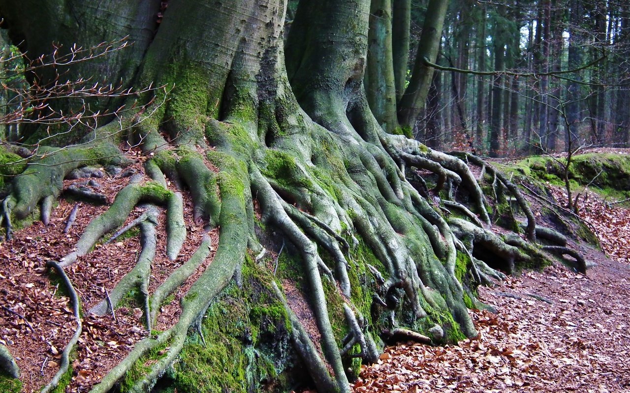 Обои природа, дерево, лес, мох, корни, осенние листья, nature, tree, forest, moss, roots, autumn leaves разрешение 3648x2736 Загрузить