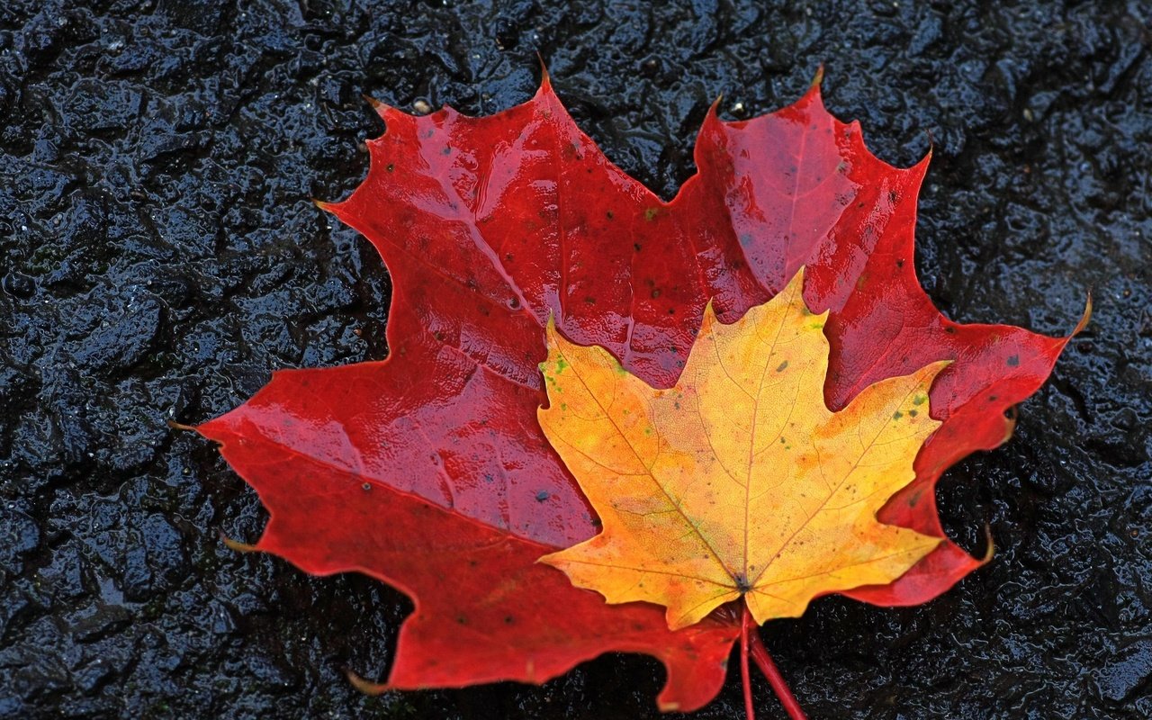 Обои желтый, листья, осень, красный, кленовые листья, yellow, leaves, autumn, red, maple leaves разрешение 2048x1365 Загрузить