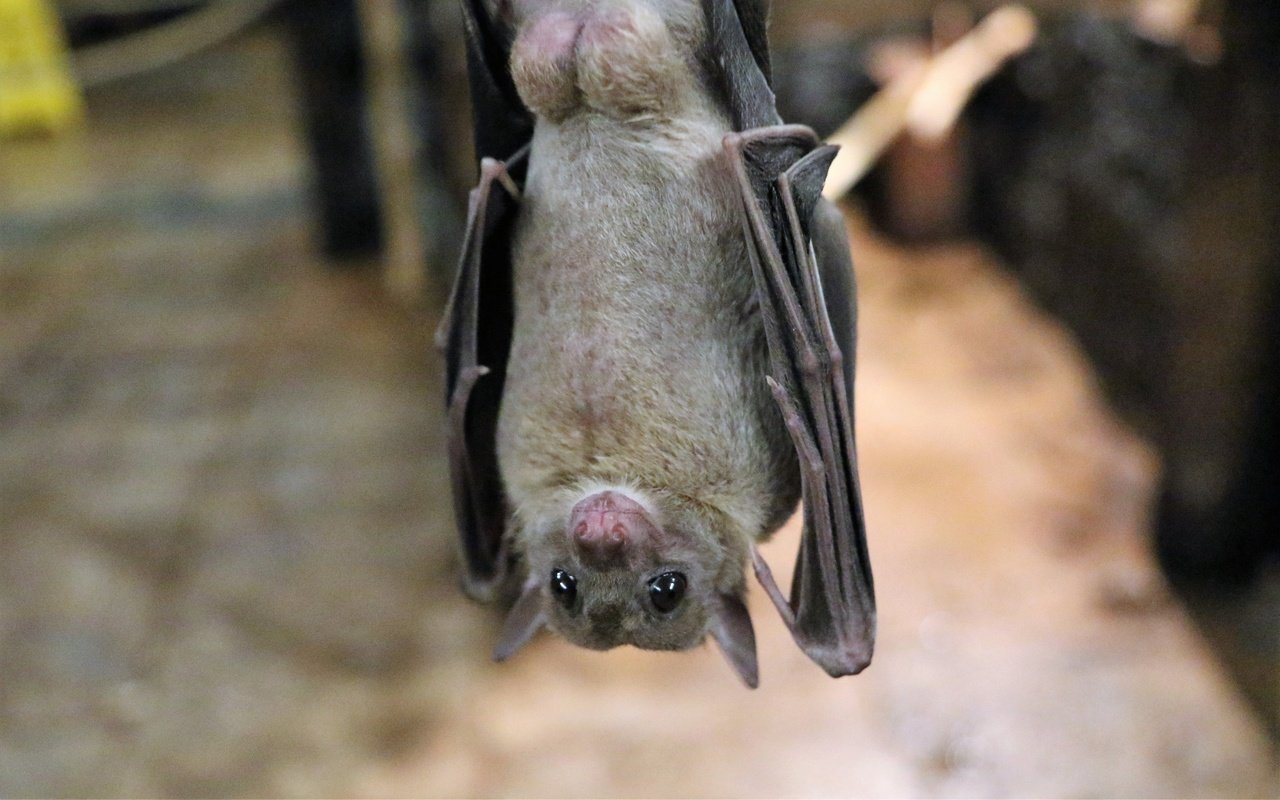 Обои животное, летучая мышь, рукокрылые, ночница, animal, bat, bats разрешение 1920x1200 Загрузить