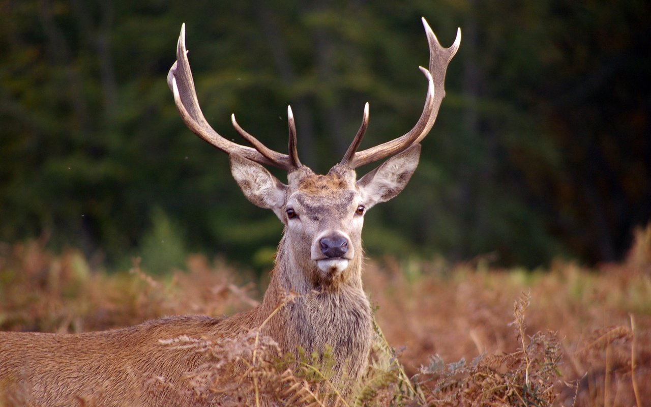 Обои морда, олень, взгляд, рога, сухая трава, благородный олень, face, deer, look, horns, dry grass, red deer разрешение 3008x2000 Загрузить