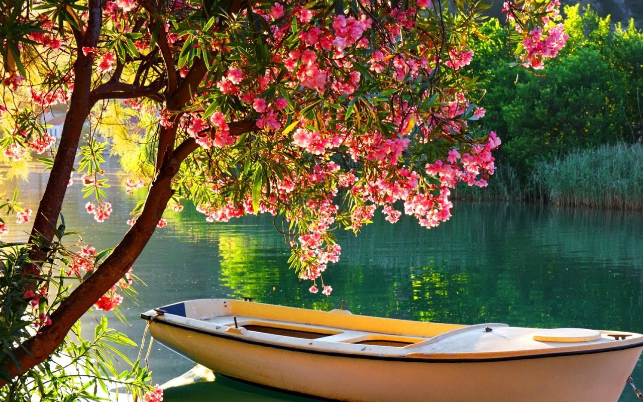 Обои деревья, река, цветение, отражение, лодка, лодка на озере, trees, river, flowering, reflection, boat, boat on the lake разрешение 1920x1080 Загрузить