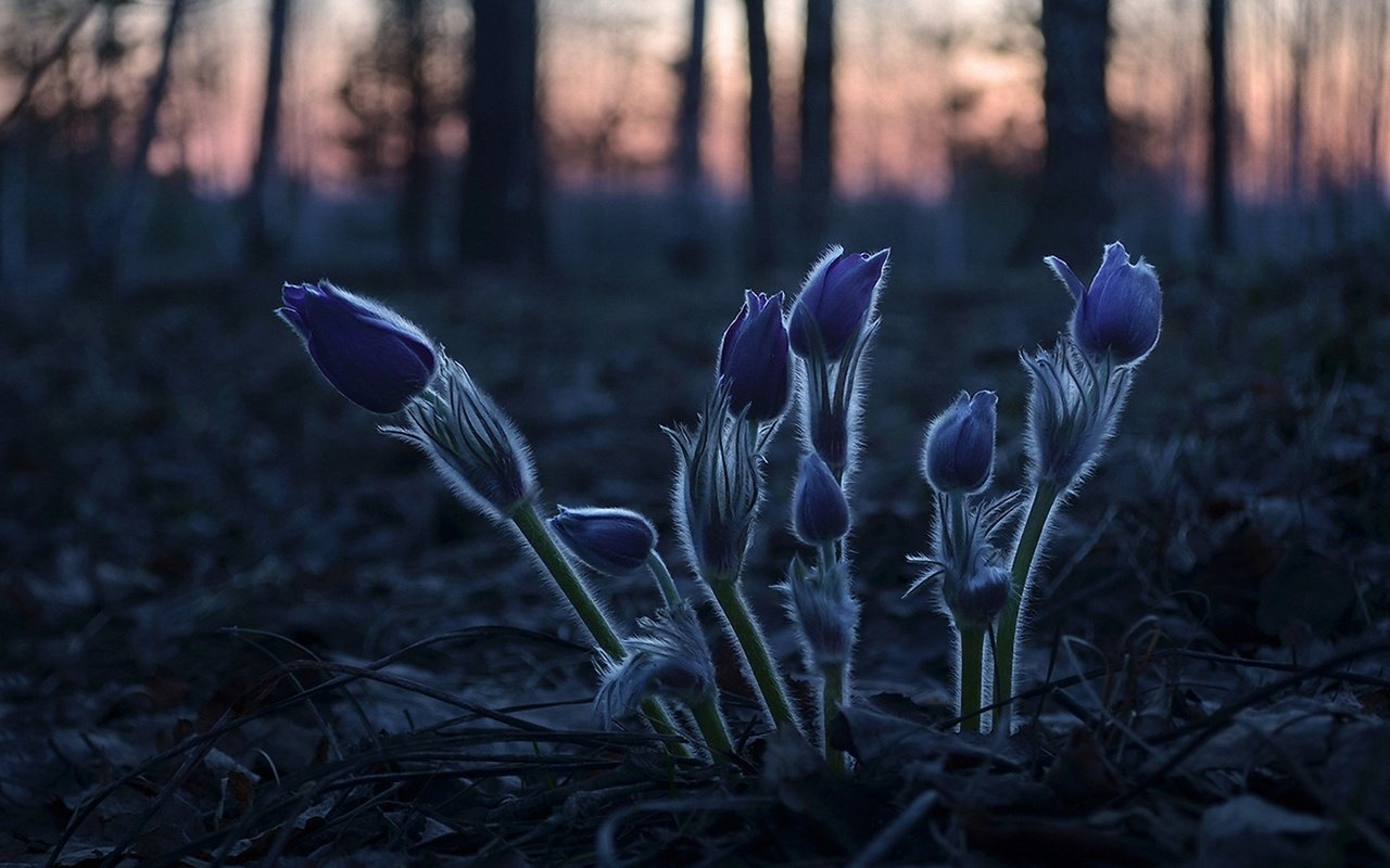 Обои лесные цветы, forest flowers разрешение 1920x1260 Загрузить