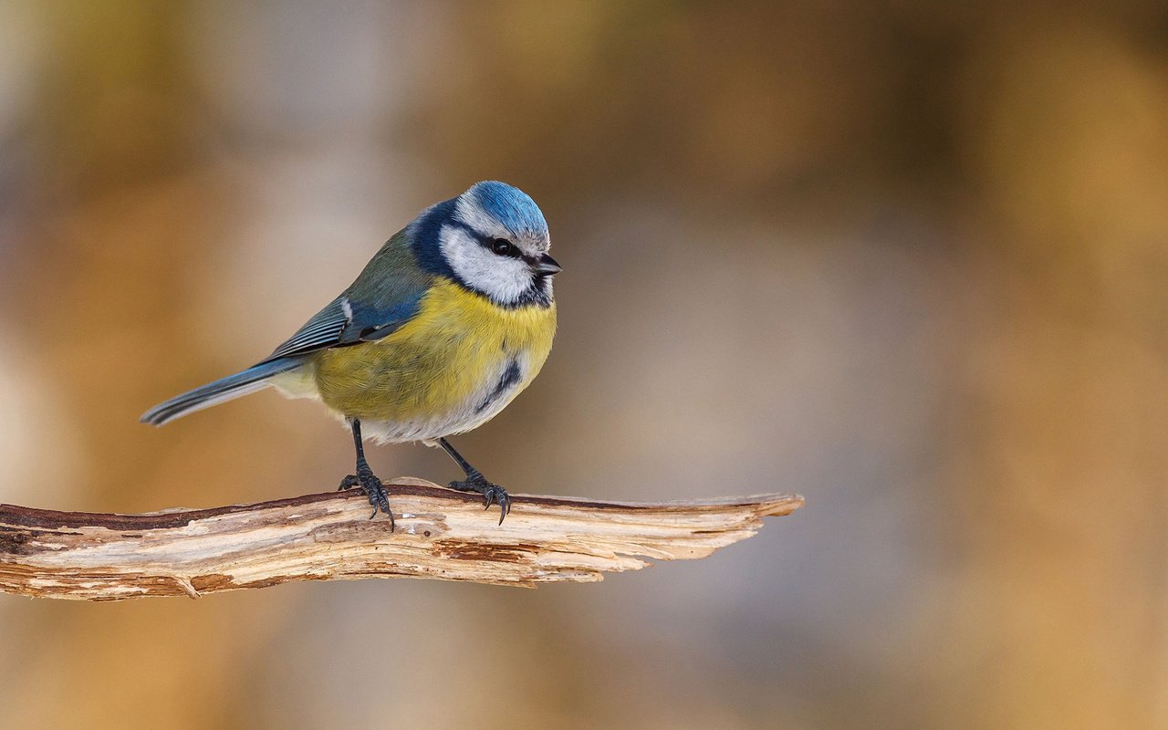 Обои птица, клюв, перья, синица, синичка, лазоревка, bird, beak, feathers, tit, titmouse, blue tit разрешение 1920x1200 Загрузить