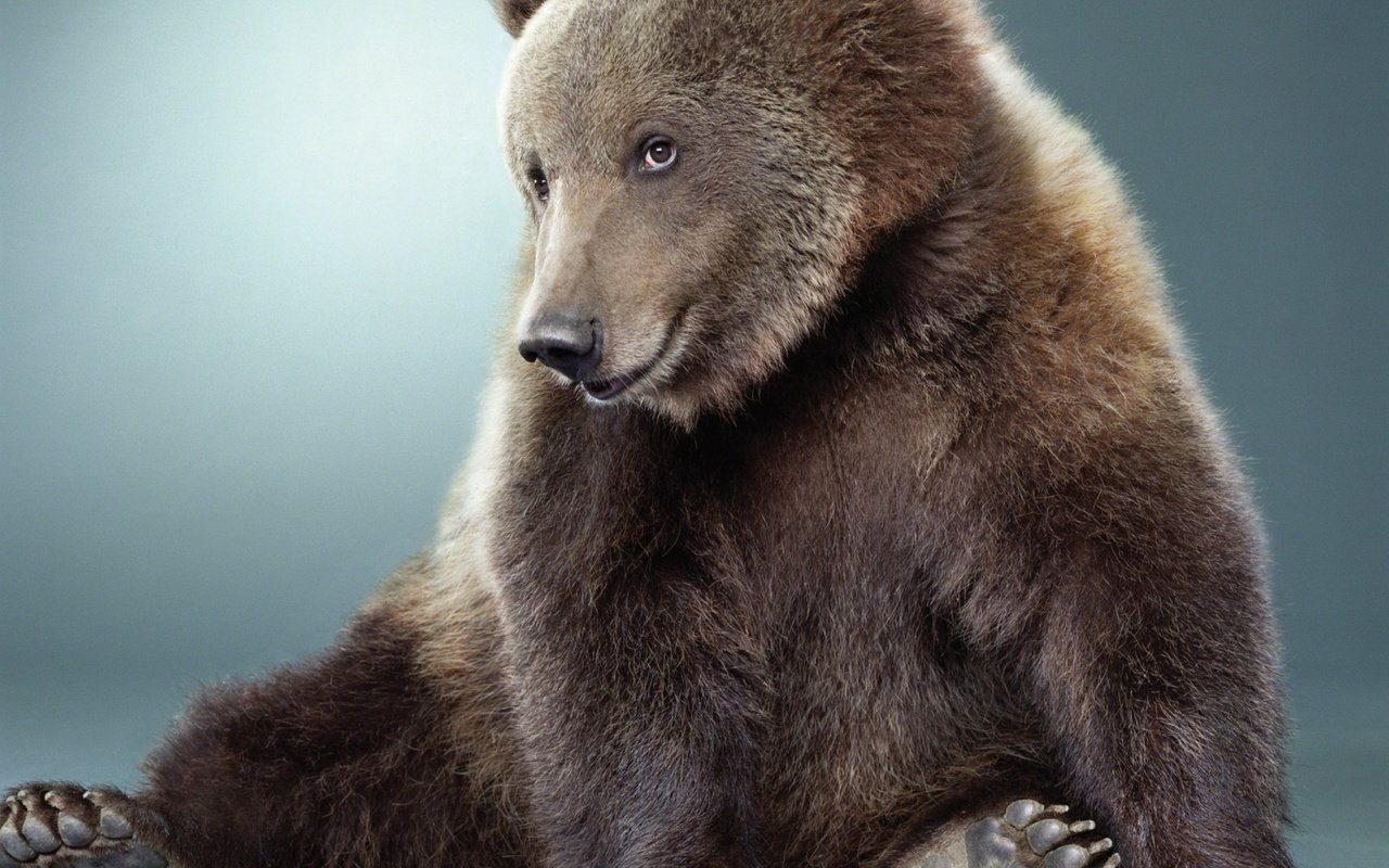 Обои мордочка, лапы, взгляд, медведь, мех, милый, muzzle, paws, look, bear, fur, cute разрешение 2560x1920 Загрузить