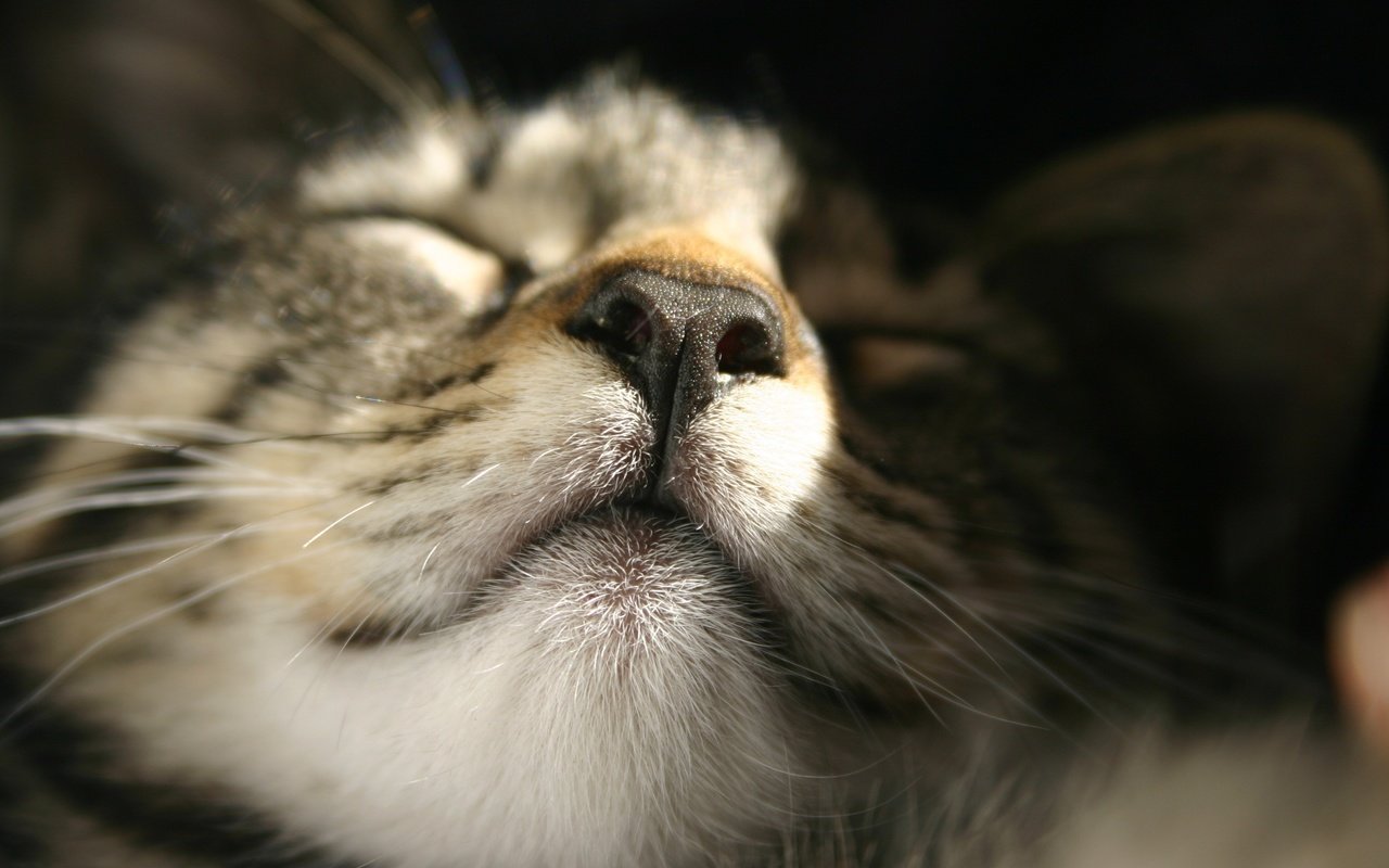 Обои кот, мордочка, усы, кошка, сон, крупным планом, cat, muzzle, mustache, sleep, closeup разрешение 3072x2048 Загрузить