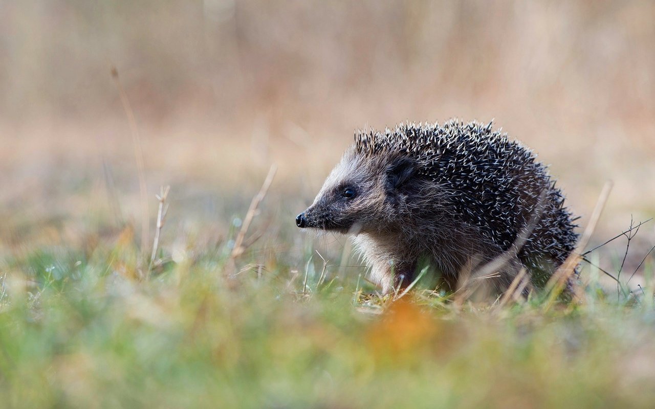 Обои природа, германия, ежик, еж, нижняя саксония, эмсланд, nature, germany, hedgehog, lower saxony, emsland разрешение 1920x1080 Загрузить