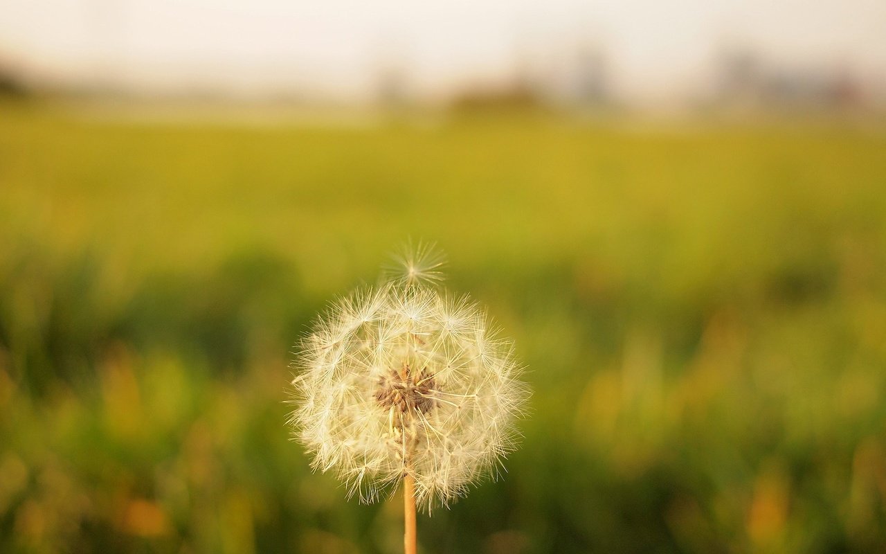 Обои цветок, размытость, одуванчик, семена, пух, пушинки, былинки, flower, blur, dandelion, seeds, fluff, fuzzes, blade разрешение 2400x1352 Загрузить