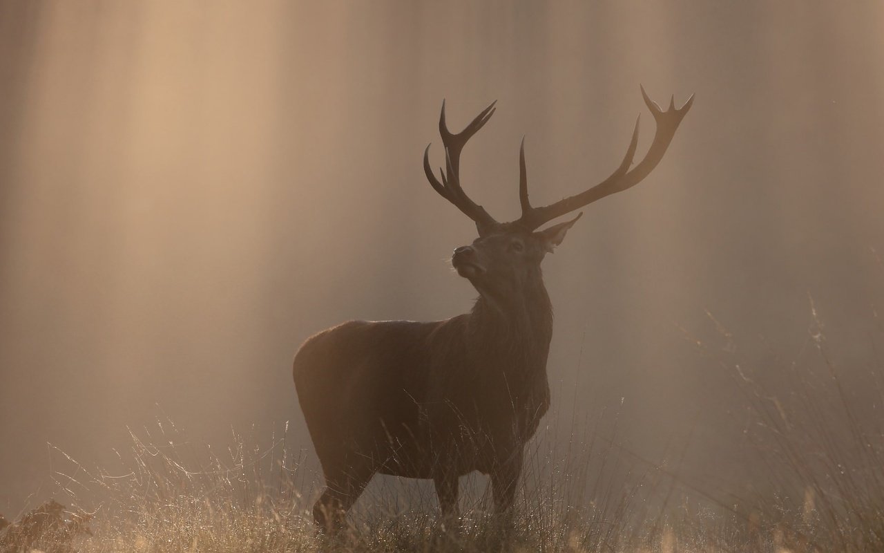 Обои природа, олень, туман, осень, рога, солнечный свет, nature, deer, fog, autumn, horns, sunlight разрешение 2048x1081 Загрузить