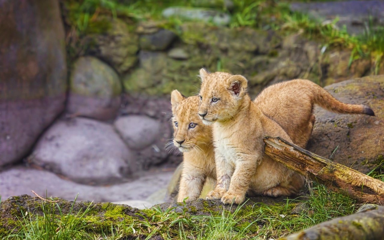 Обои трава, природа, камни, львы, малыши, львята, grass, nature, stones, lions, kids, the cubs разрешение 2048x1280 Загрузить