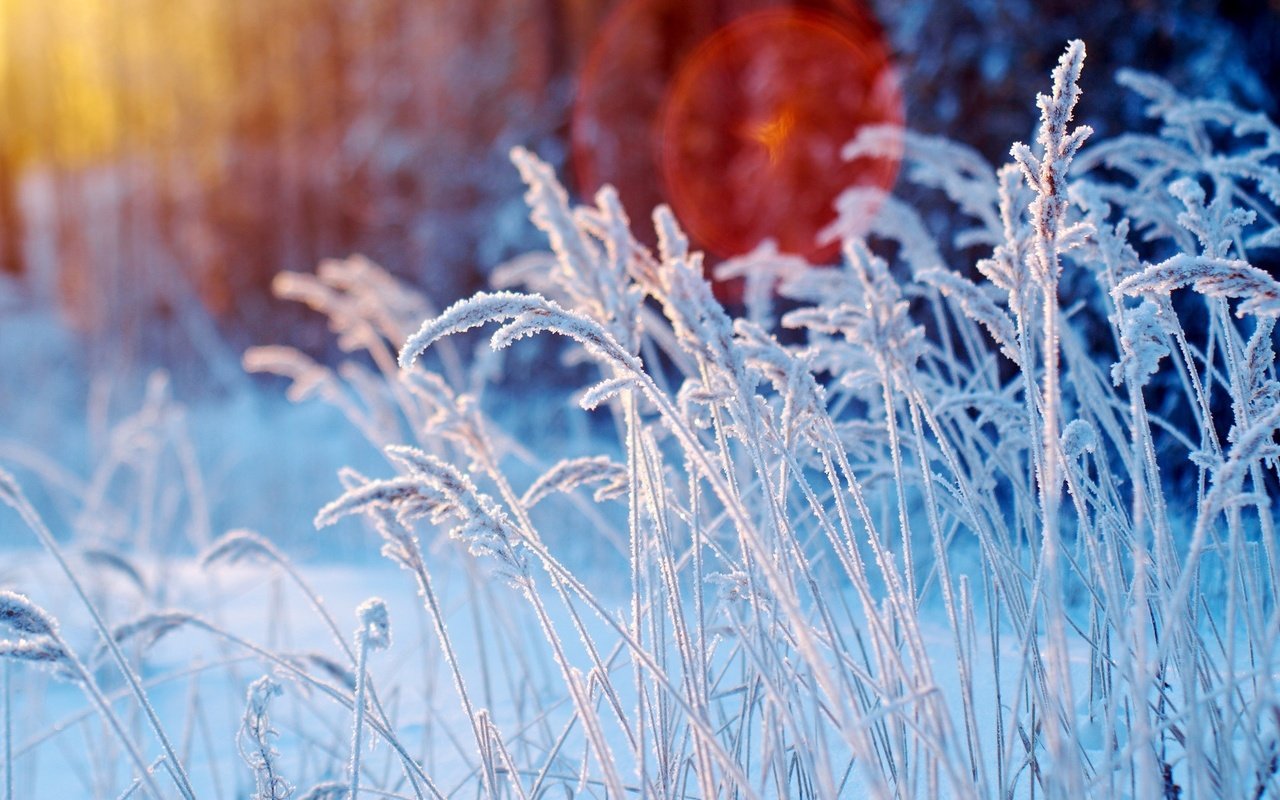 Обои трава, снег, зима, макро, иней, колоски, растение, grass, snow, winter, macro, frost, spikelets, plant разрешение 1920x1283 Загрузить