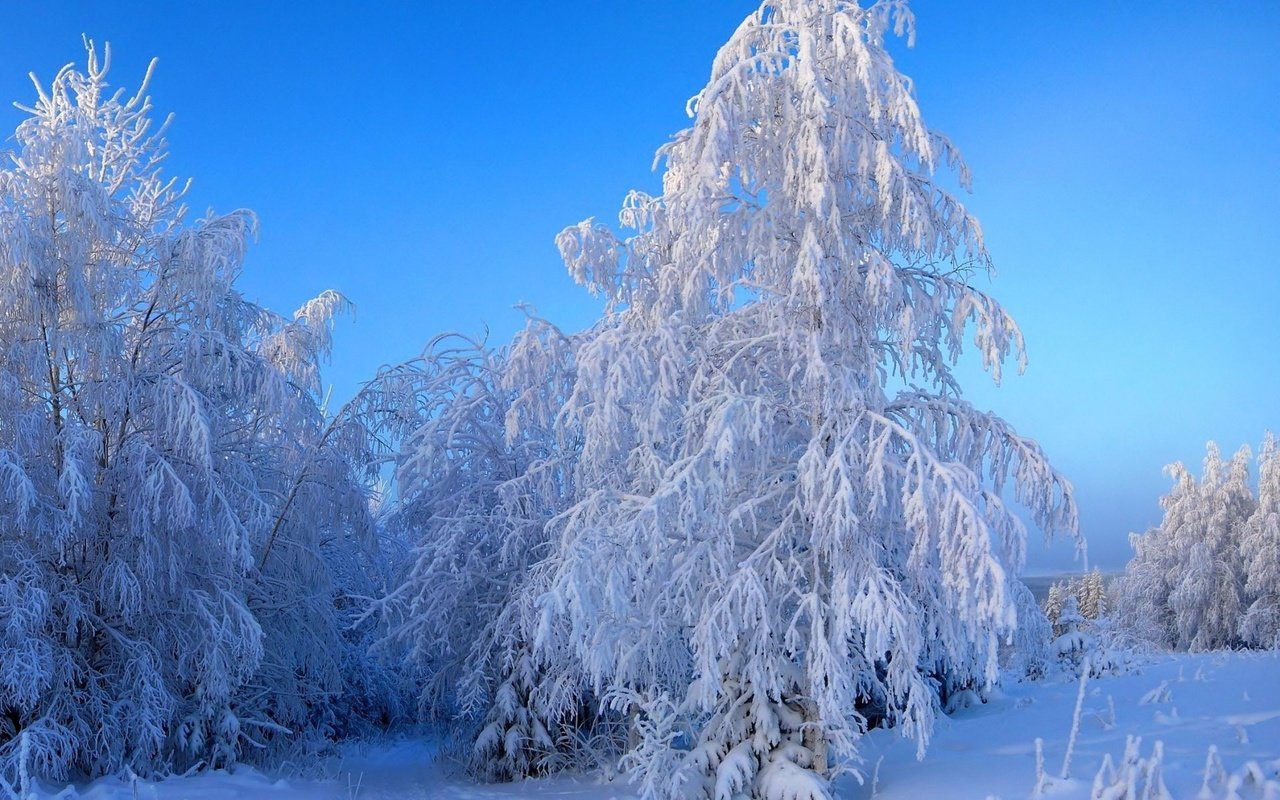 Обои небо, деревья, снег, зима, пейзаж, ветки, иней, the sky, trees, snow, winter, landscape, branches, frost разрешение 1920x1200 Загрузить