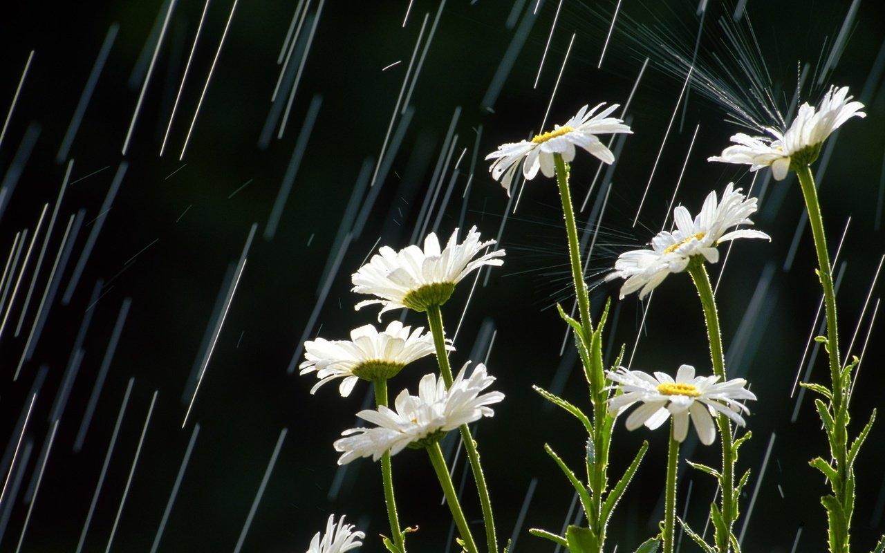 Обои цветы, лепестки, дождь, ромашки, белые, стебли, flowers, petals, rain, chamomile, white, stems разрешение 1920x1080 Загрузить