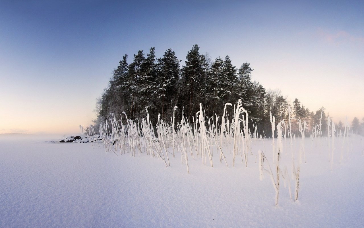 Обои небо, деревья, снег, природа, растения, зима, пейзаж, туман, the sky, trees, snow, nature, plants, winter, landscape, fog разрешение 1920x1080 Загрузить