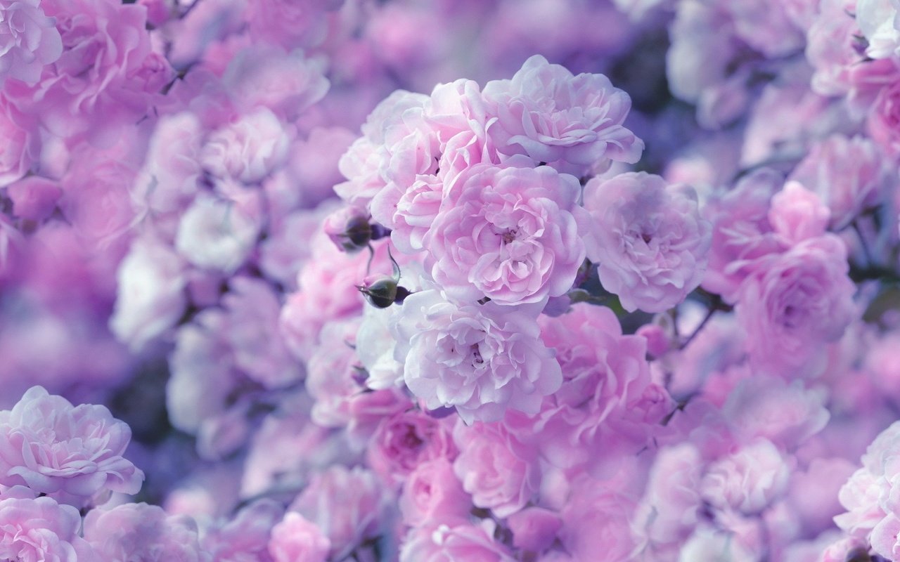 Розовые цветочные фоны