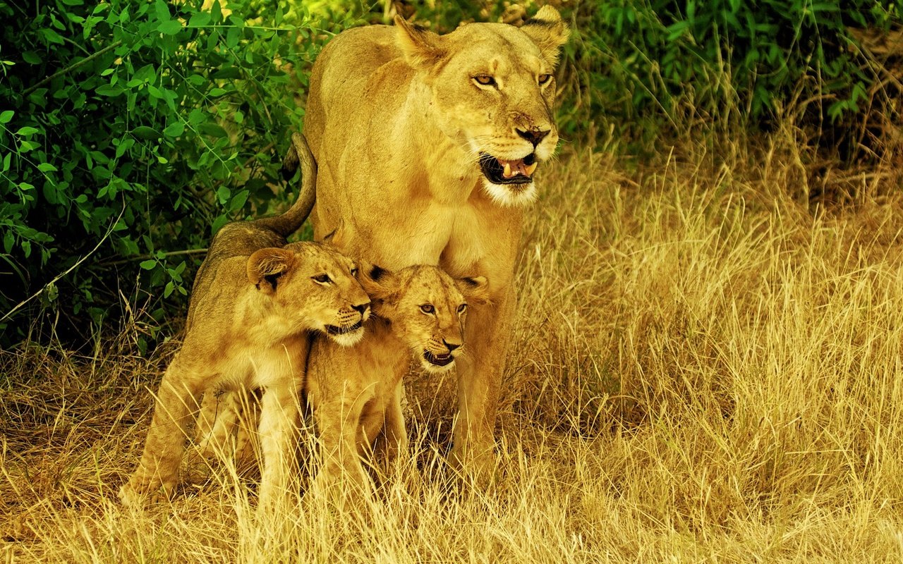 Обои хищник, большая кошка, львы, львята, дикая природа, львица, сухая трава, predator, big cat, lions, the cubs, wildlife, lioness, dry grass разрешение 2560x1440 Загрузить