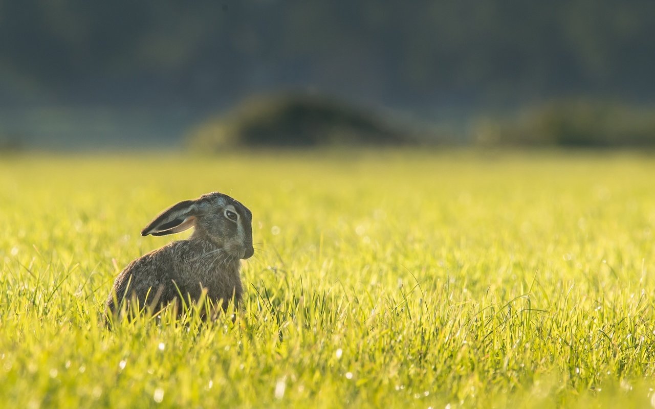 Обои трава, природа, поле, ушки, животное, зверек, заяц, грызун, grass, nature, field, ears, animal, hare, rodent разрешение 3447x2301 Загрузить