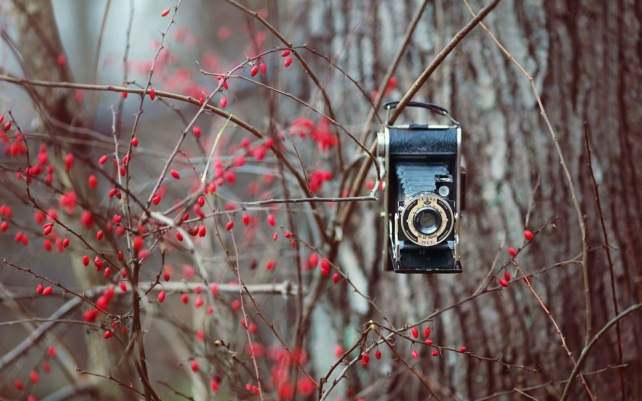 Обои природа, фон, ветки, фотоаппарат, ягоды, куст, камера, nature, background, branches, the camera, berries, bush, camera разрешение 2048x1365 Загрузить