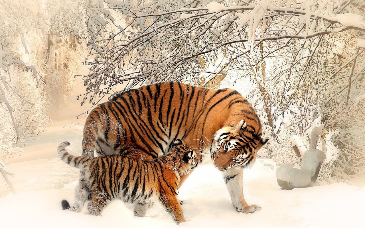 Обои тигр, морда, деревья, снег, зима, хищник, тигренок, tiger, face, trees, snow, winter, predator разрешение 3840x2160 Загрузить