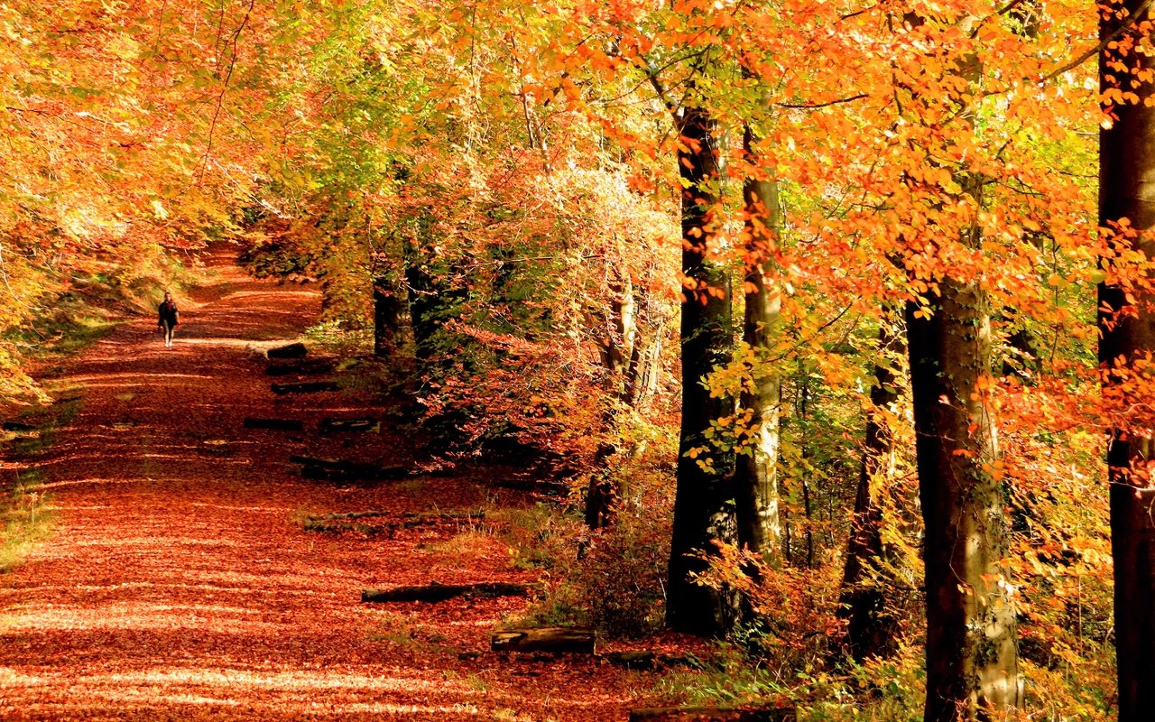 Обои деревья, девушка, стволы, листва, осень, аллея, trees, girl, trunks, foliage, autumn, alley разрешение 5419x3613 Загрузить