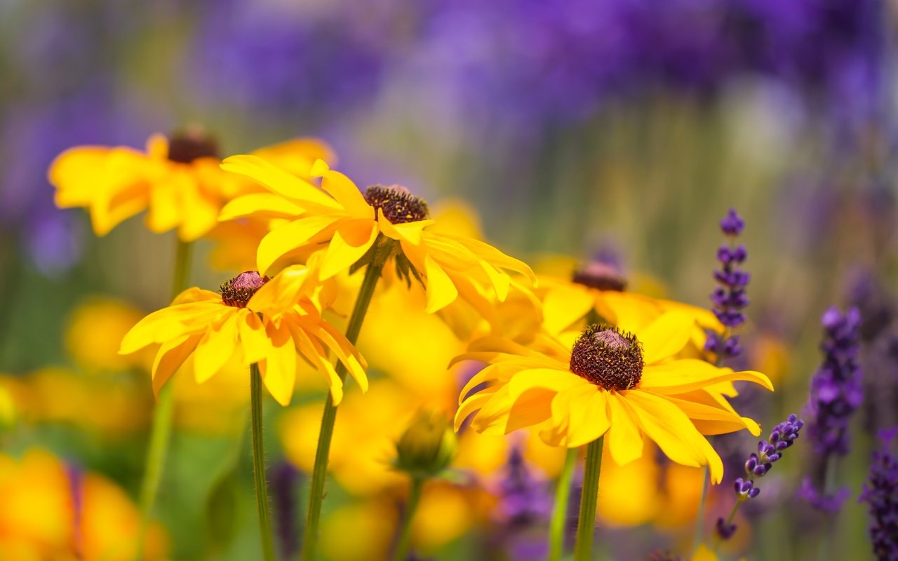 Обои цветы, природа, лаванда, лето, боке, рудбекия, flowers, nature, lavender, summer, bokeh, rudbeckia разрешение 2400x1600 Загрузить