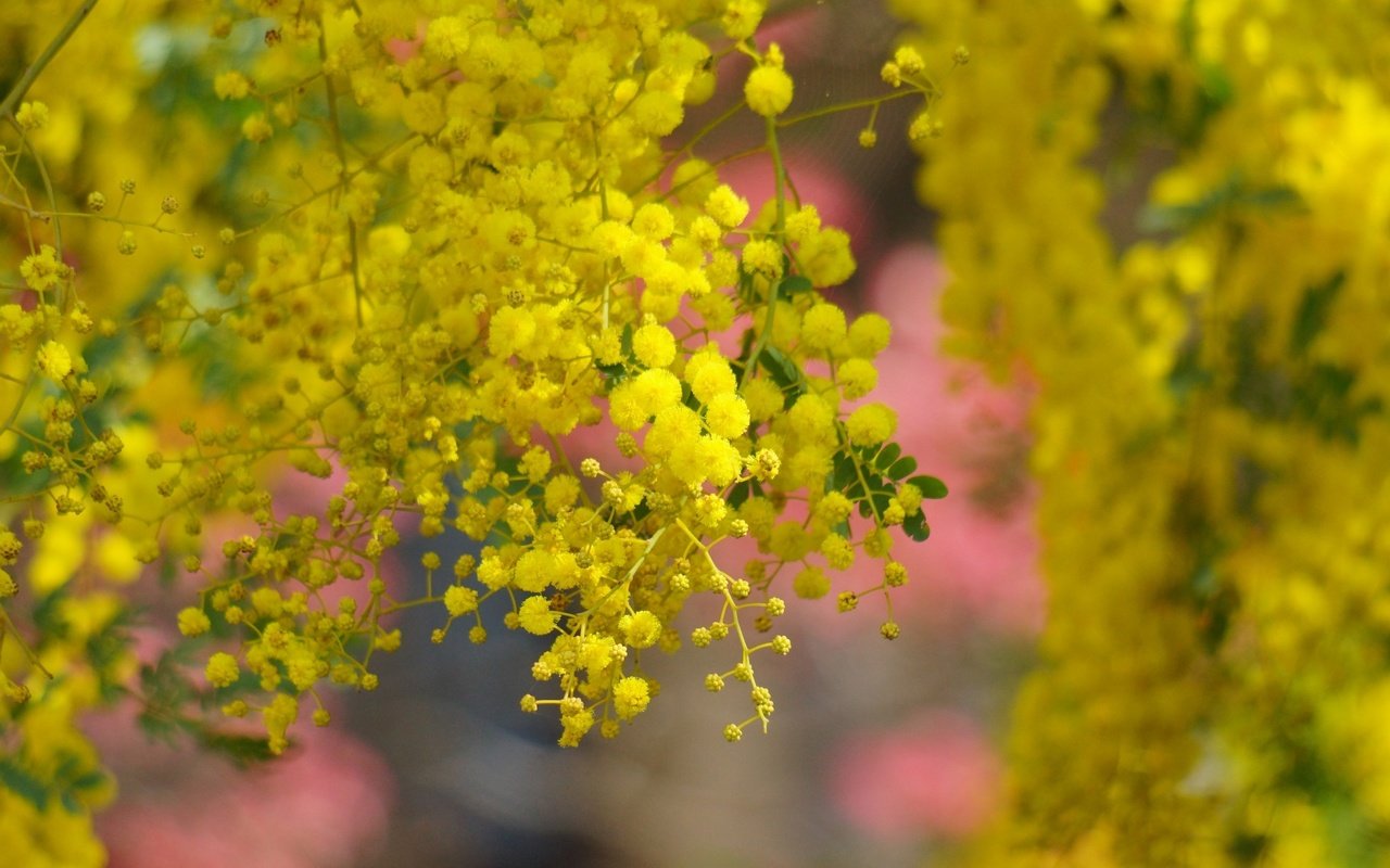 Обои дерево, цветение, весна, желтые, цветки, акация, мимоза, tree, flowering, spring, yellow, flowers, acacia, mimosa разрешение 2880x1800 Загрузить