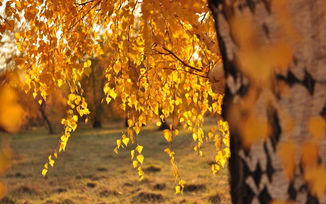 Обои дерево, листья, ветки, осень, береза, солнечный свет, tree, leaves, branches, autumn, birch, sunlight разрешение 4288x2848 Загрузить