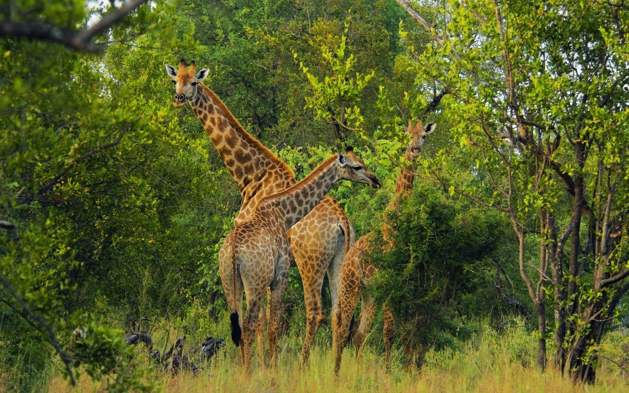 Обои деревья, заросли, природа, зелень, ветки, листва, взгляд, жираф, жирафы, trees, thickets, nature, greens, branches, foliage, look, giraffe, giraffes разрешение 5619x3732 Загрузить