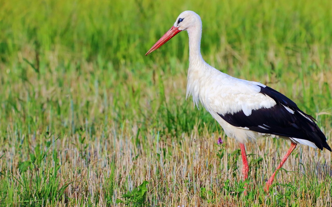 Обои трава, природа, птица, клюв, перья, аист, белый аист, grass, nature, bird, beak, feathers, stork разрешение 3840x2160 Загрузить