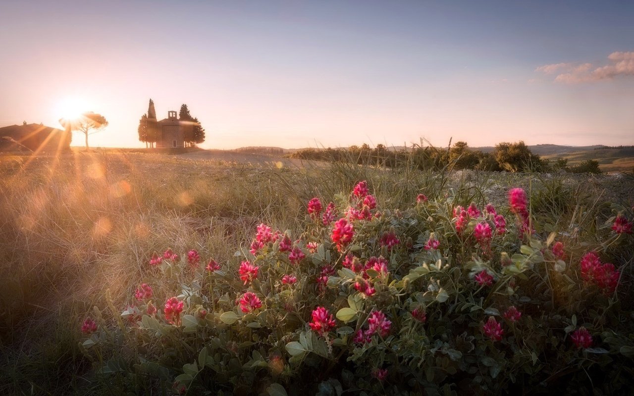 Обои небо, цветы, утро, поле, горизонт, солнечные лучи, the sky, flowers, morning, field, horizon, the sun's rays разрешение 2048x1326 Загрузить