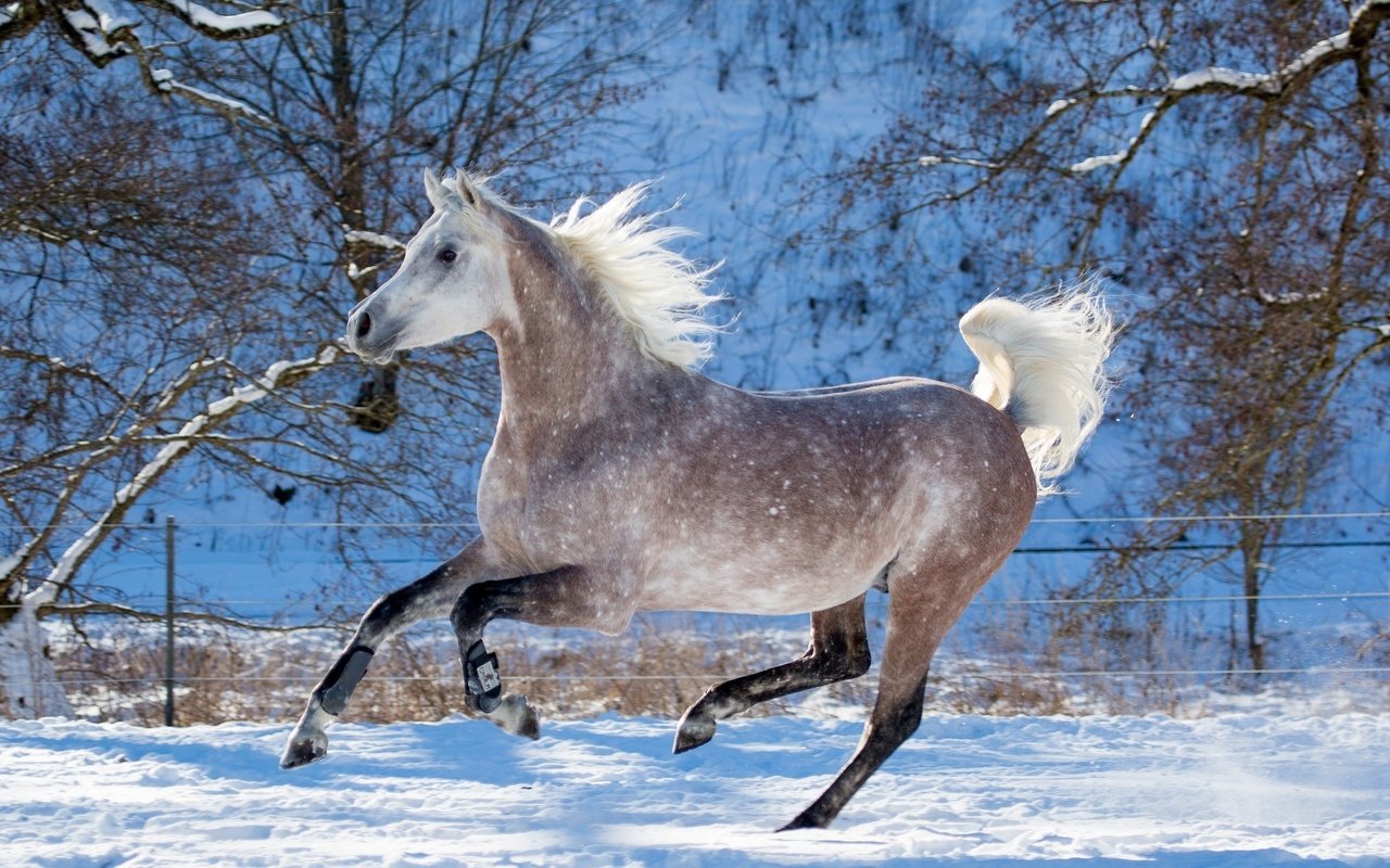 Обои лошадь, снег, зима, конь, грива, бег, копыта, скакун, horse, snow, winter, mane, running, hooves разрешение 4000x1870 Загрузить