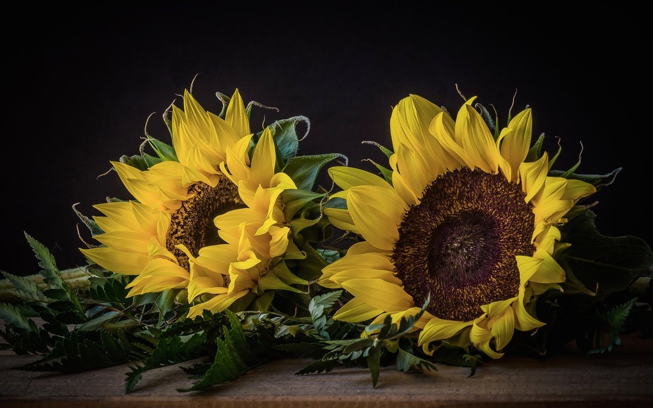 Обои цветы, макро, лепестки, подсолнух, желтые, javier, flowers, macro, petals, sunflower, yellow разрешение 2048x1356 Загрузить