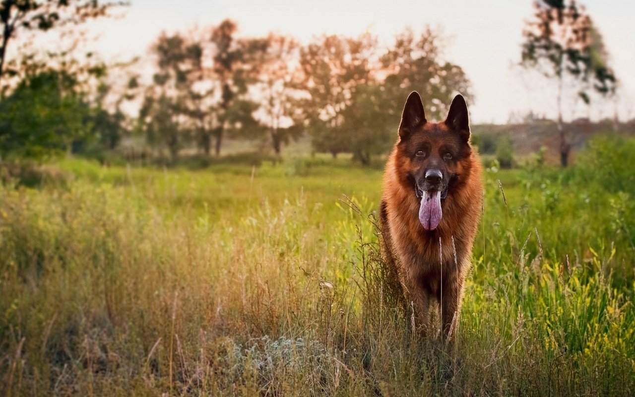 Обои трава, закат, собака, луг, язык, немецкая овчарка, овчарка, grass, sunset, dog, meadow, language, german shepherd, shepherd разрешение 1920x1080 Загрузить