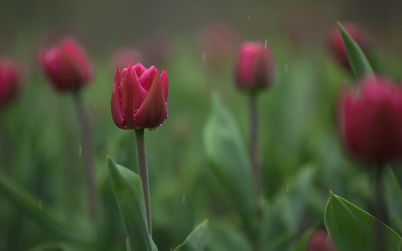 Обои цветы, бутоны, размытость, весна, тюльпаны, flowers, buds, blur, spring, tulips разрешение 2048x1365 Загрузить