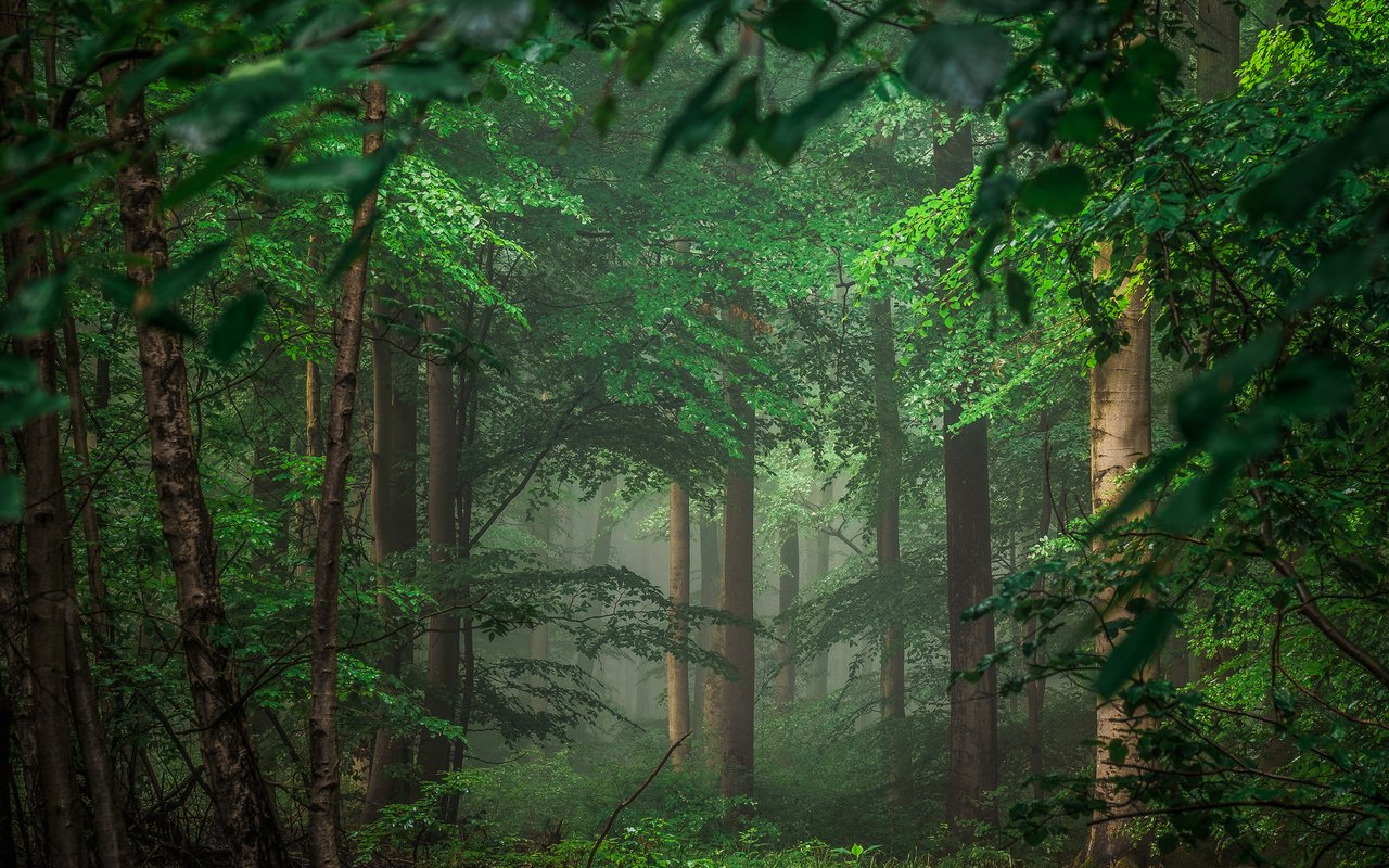 Обои деревья, природа, лес, тайга, германия, айфель, trees, nature, forest, taiga, germany разрешение 2880x1800 Загрузить