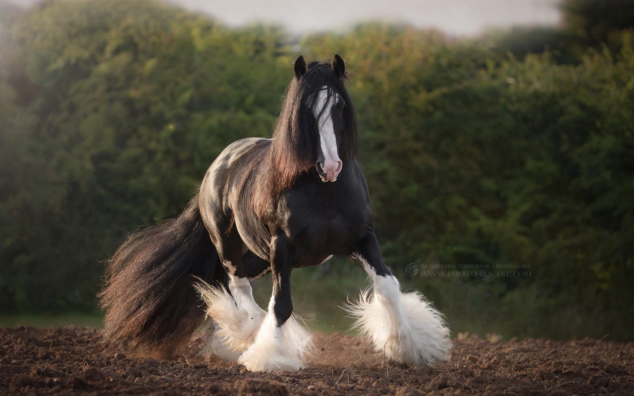 Обои лошадь, природа, конь, жеребец, horse, nature, stallion разрешение 1920x1200 Загрузить