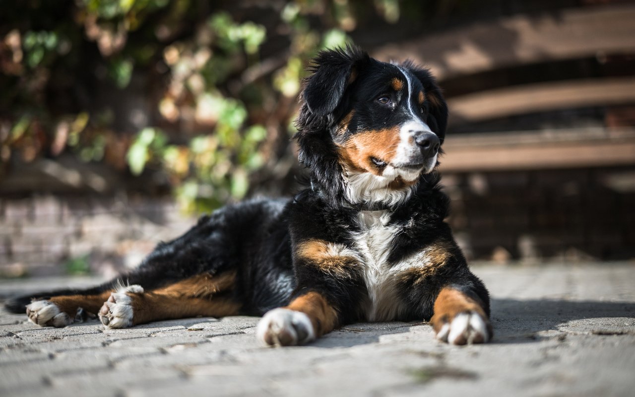 Обои мордочка, собака, щенок, лапки, бернский зенненхунд, muzzle, dog, puppy, legs, bernese mountain dog разрешение 3840x2400 Загрузить