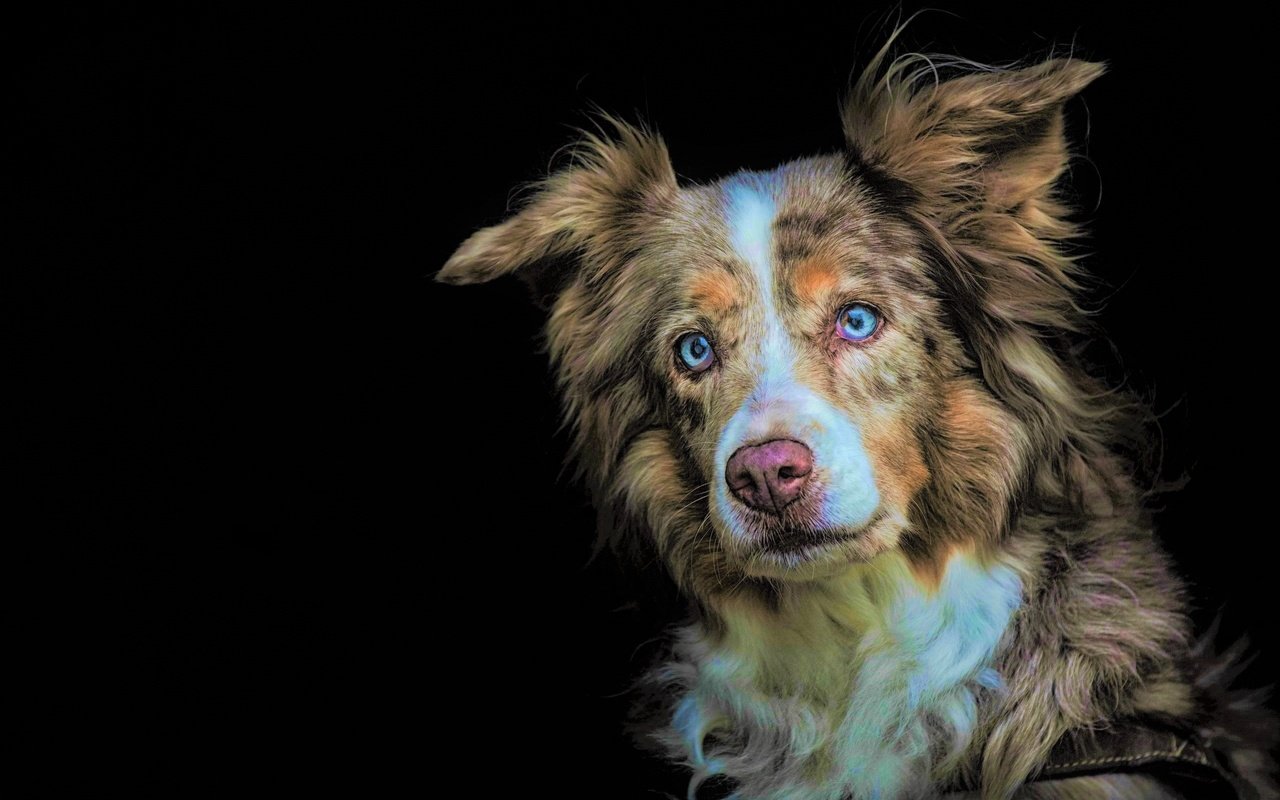 Обои глаза, взгляд, собака, черный фон, австралийская овчарка, eyes, look, dog, black background, australian shepherd разрешение 2560x1709 Загрузить