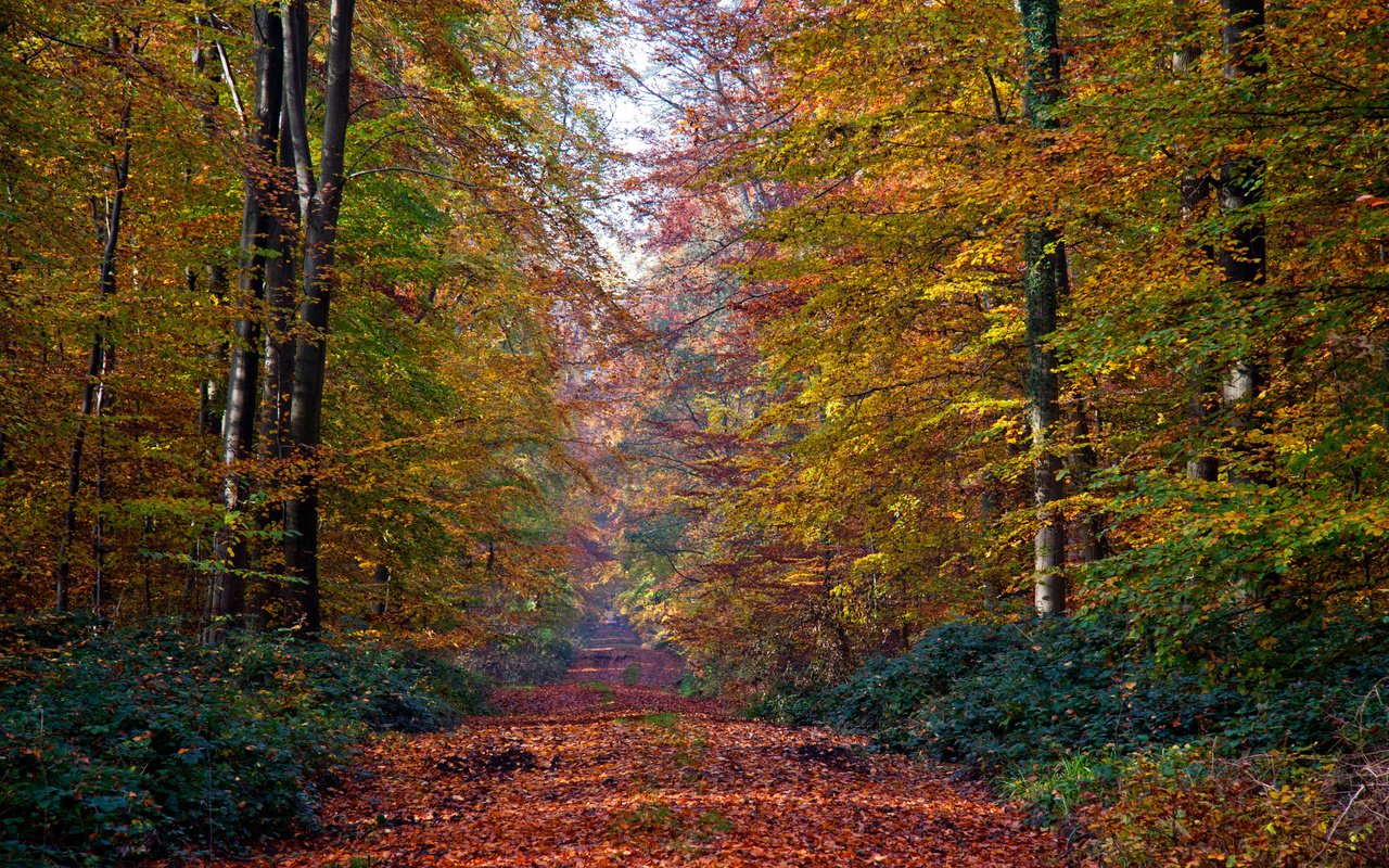 Обои деревья, природа, лес, листья, осень, тропа, trees, nature, forest, leaves, autumn, trail разрешение 3900x2600 Загрузить