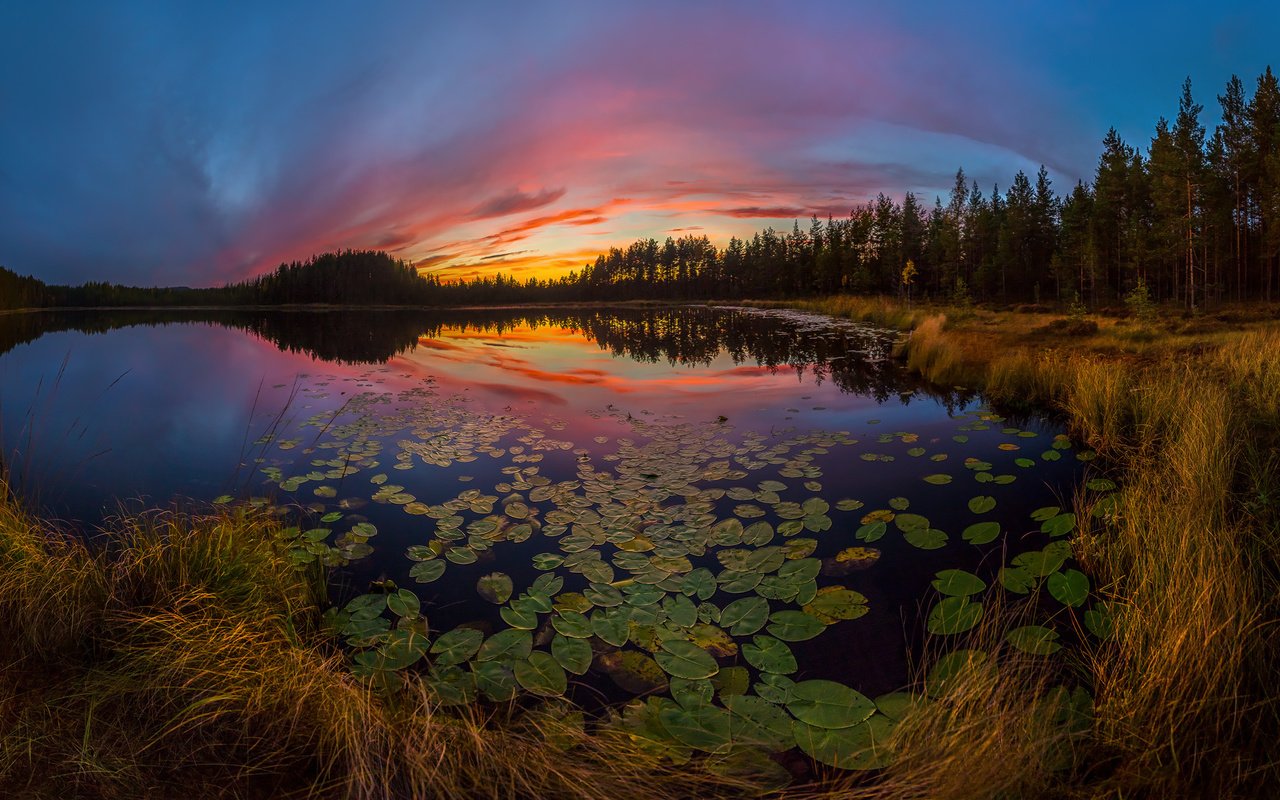 Обои небо, озеро, растения, листья, закат, отражение, the sky, lake, plants, leaves, sunset, reflection разрешение 2000x1204 Загрузить