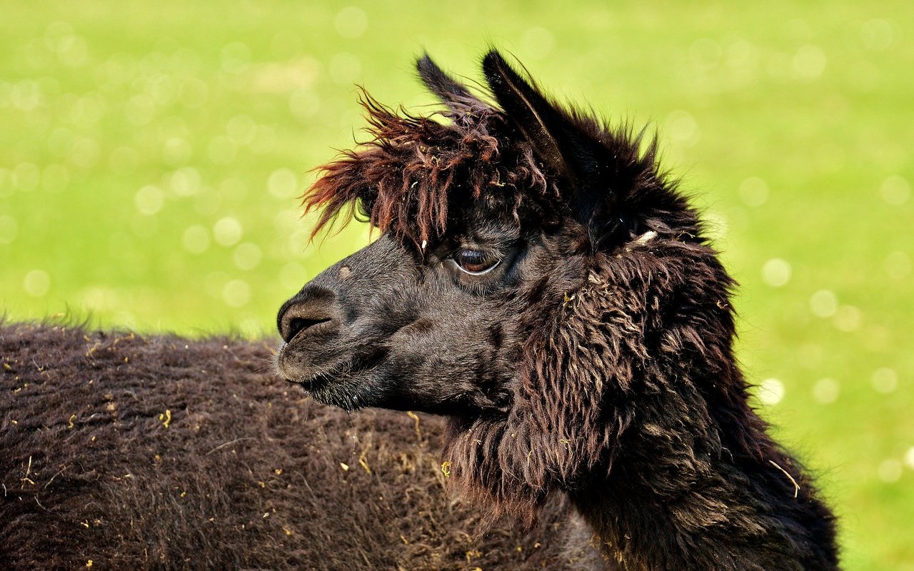 Обои профиль, животное, черная, голова, лама, альпака, profile, animal, black, head, lama, alpaca разрешение 1920x1197 Загрузить