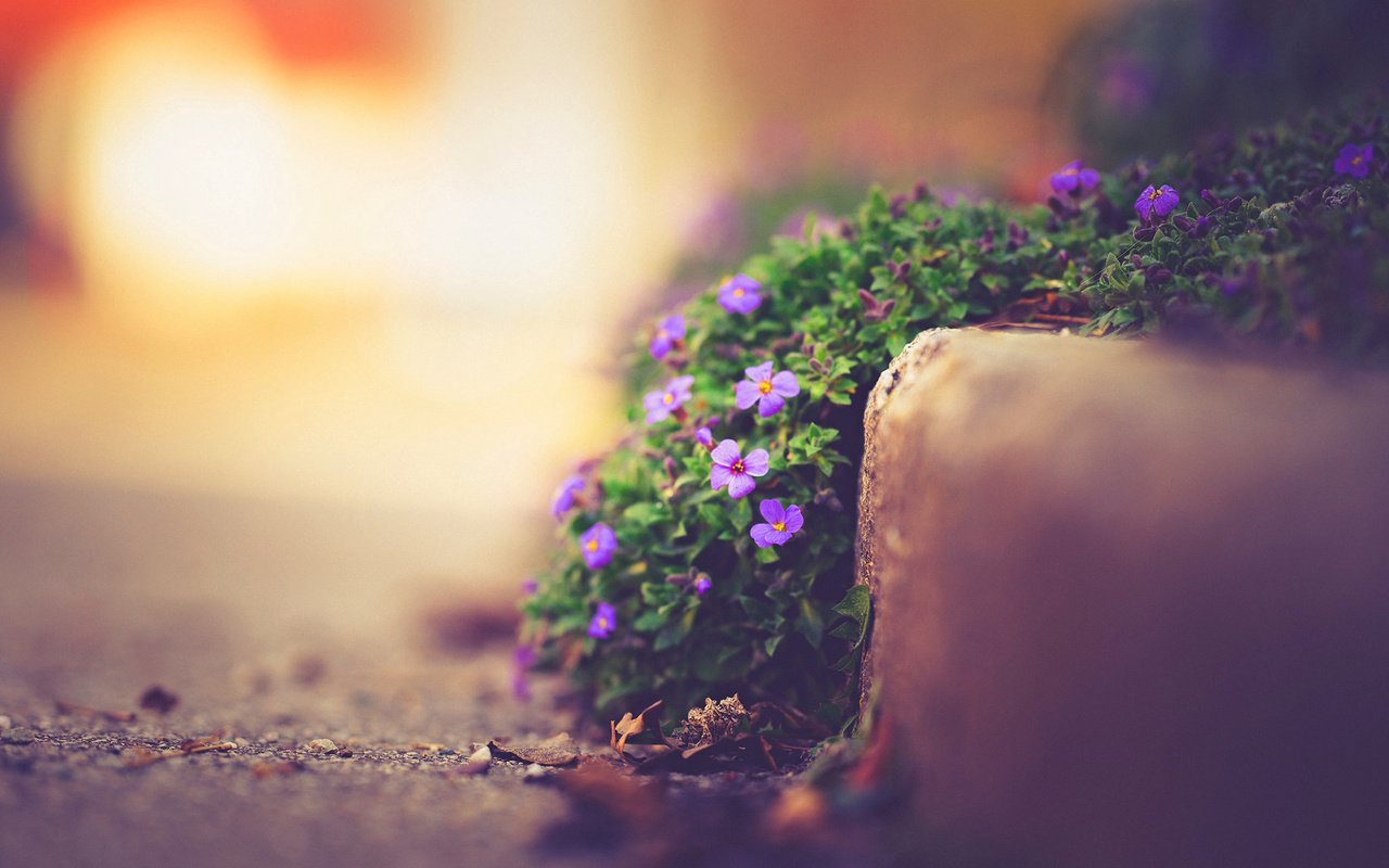 Обои цветы, природа, макро, улица, боке, фиалки, flowers, nature, macro, street, bokeh, violet разрешение 1920x1200 Загрузить