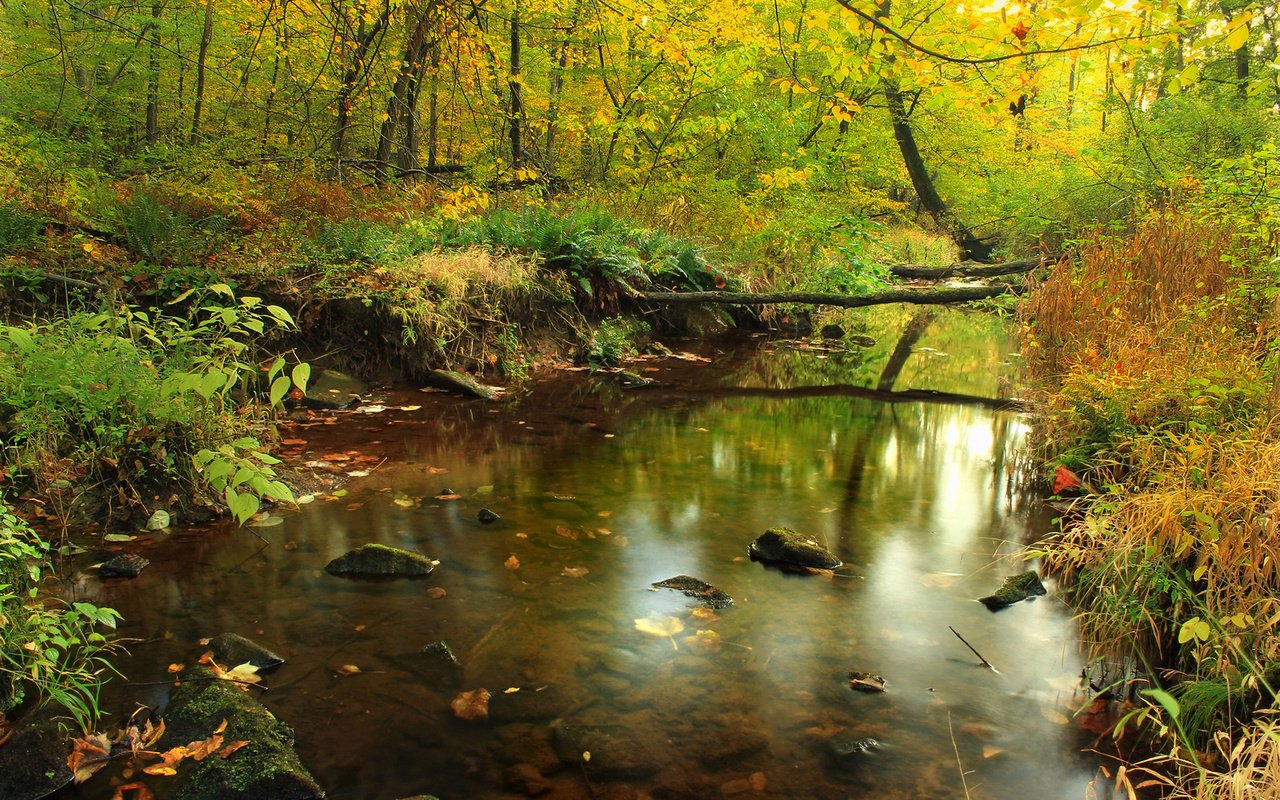 Обои трава, деревья, река, природа, камни, лес, отражение, осень, grass, trees, river, nature, stones, forest, reflection, autumn разрешение 1920x1200 Загрузить