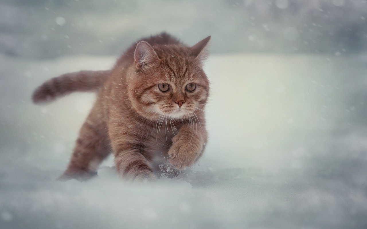 Обои снег, зима, кот, мордочка, усы, кошка, взгляд, бег, snow, winter, cat, muzzle, mustache, look, running разрешение 2048x1331 Загрузить