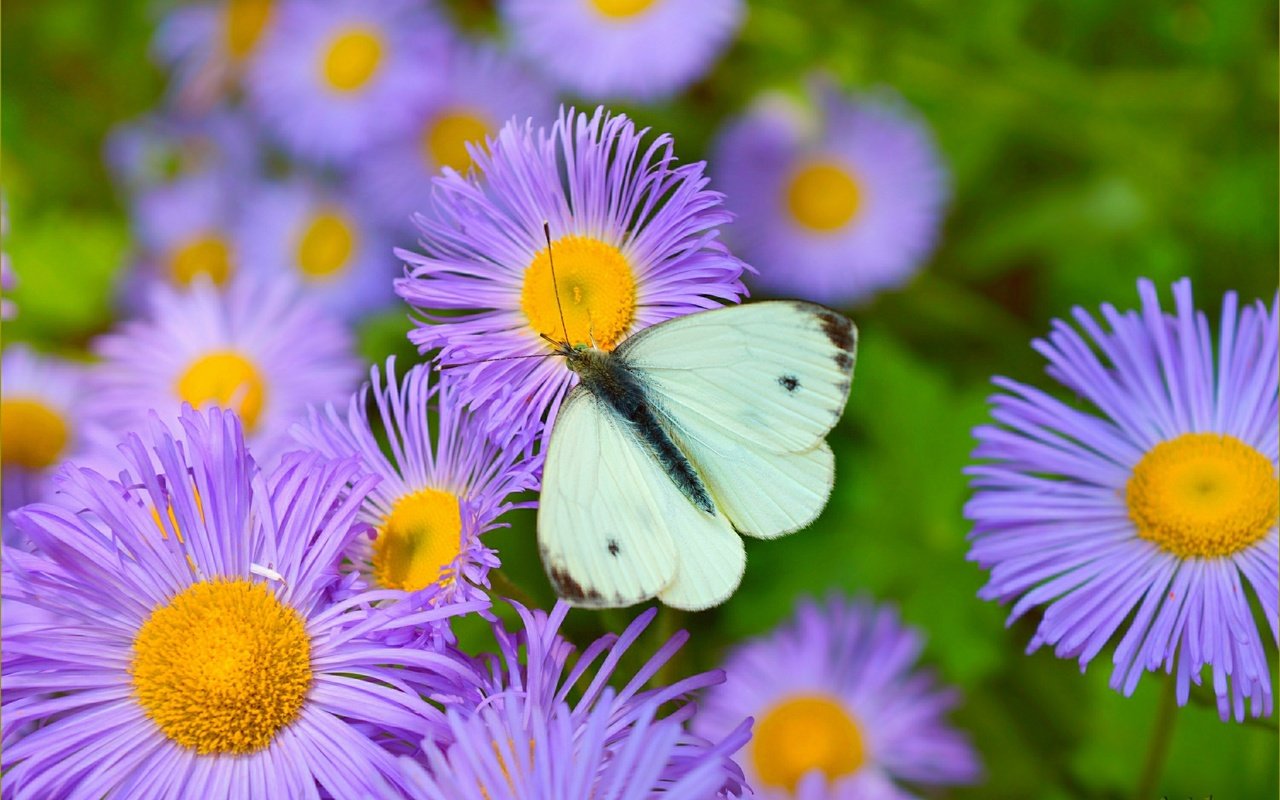 Обои цветы, природа, насекомое, бабочка, крылья, flowers, nature, insect, butterfly, wings разрешение 3004x1878 Загрузить