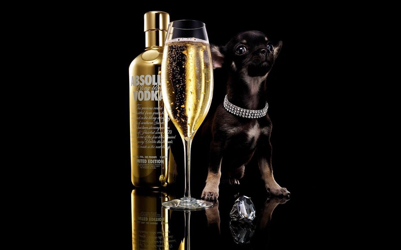 Обои собака, чихуахуа, щенок, absolut, бокал, черный фон, бутылка, шампанское, алкоголь, водка, dog, chihuahua, puppy, glass, black background, bottle, champagne, alcohol, vodka разрешение 1920x1080 Загрузить