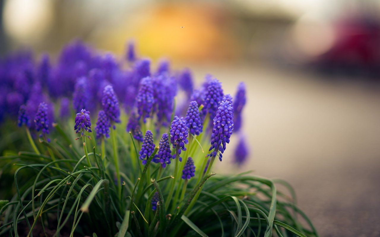 Обои цветы, трава, мускари, flowers, grass, muscari разрешение 1920x1200 Загрузить