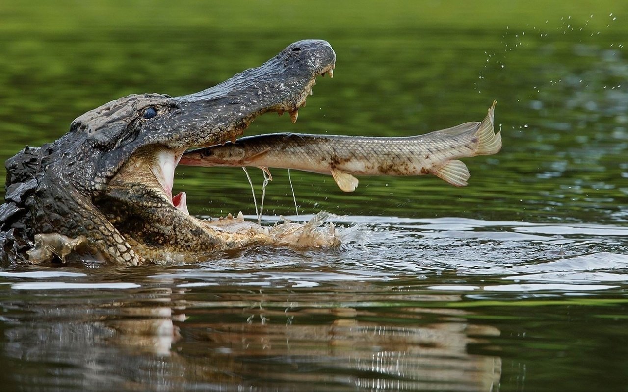 Крокодил обои
