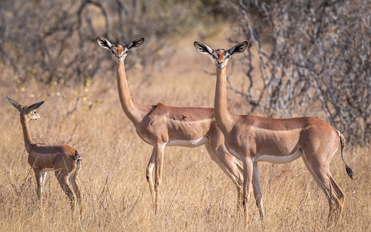 Обои африка, антилопа, геренук, жирафовая газель, africa, antelope, gerenuk, giraffidae gazelle разрешение 2499x1666 Загрузить