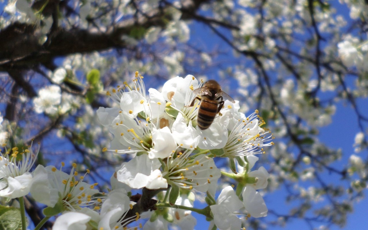 Обои цветение, пчела, слива, апрель, flowering, bee, drain, april разрешение 2560x1600 Загрузить